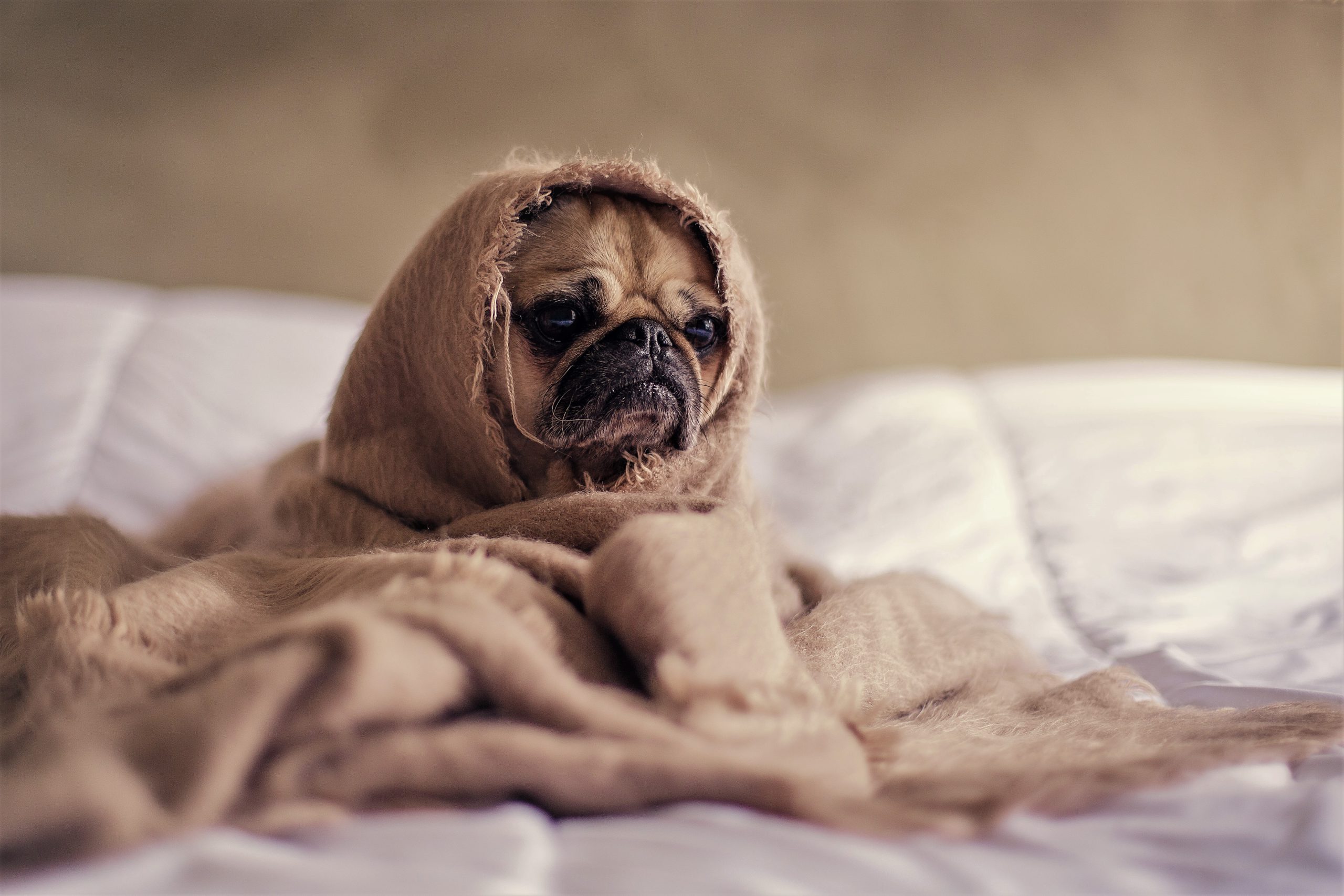 Pretend sad doggy on a bed. Bedroom Shades With Different Light Control